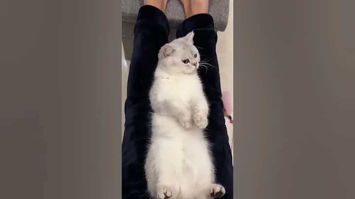Cute kittens❤️【30】#shorts #cutecat520 #cat #kittens #pets