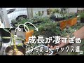 コーデックスの成長がすごい！実生ネグレクタ　実生センナメリディオナリス　パキプスの成長【園芸】【塊根植物】