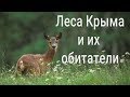 Крым: дикие звери. Популяция растёт
