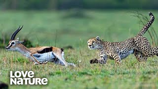 Hungry Cheetah Brothers Hunt Down Impala | Love Nature
