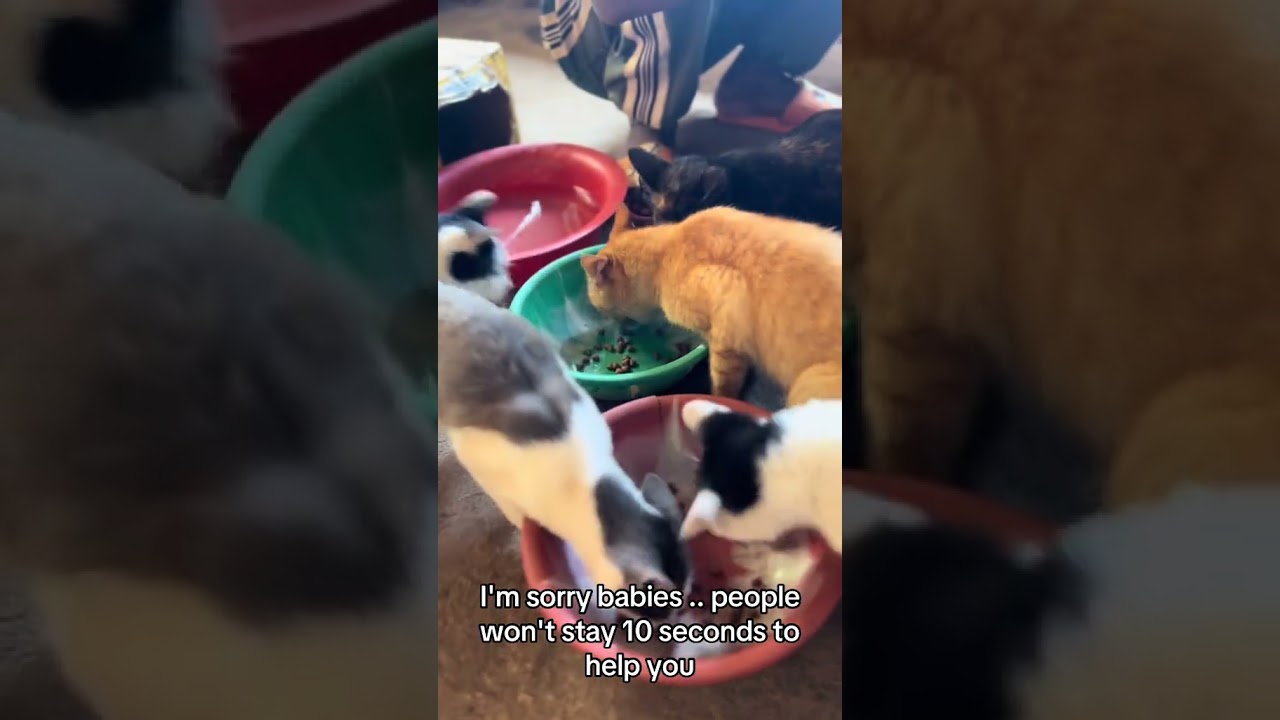 To some, it's just an animal. To others,it's a life worth saving.Link in bio to donate#helpmeplease