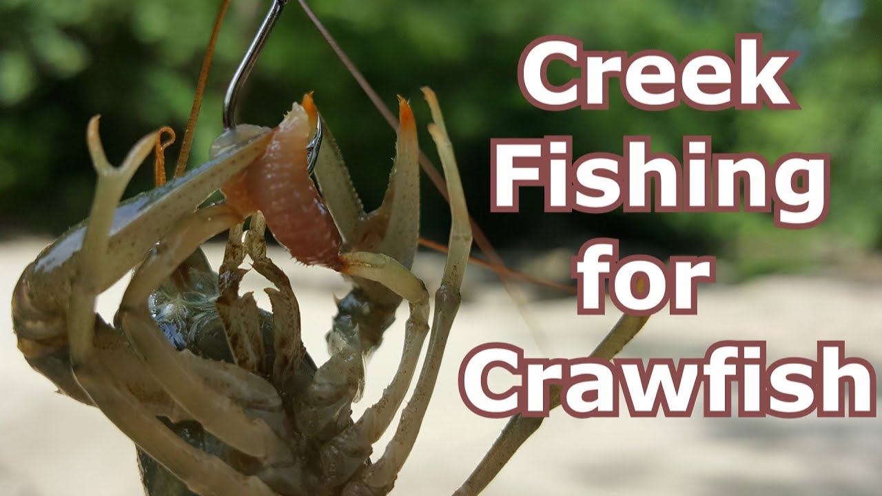 How to Catch Creek Crawfish / Crawdads with a Fishing Pole 