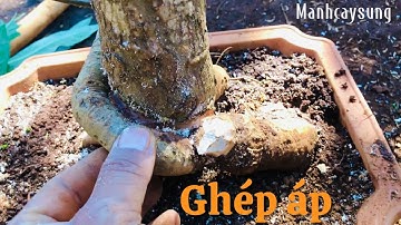 Tập 11/Ghép áp tạo rễ và tử cho cây Lộc vừng