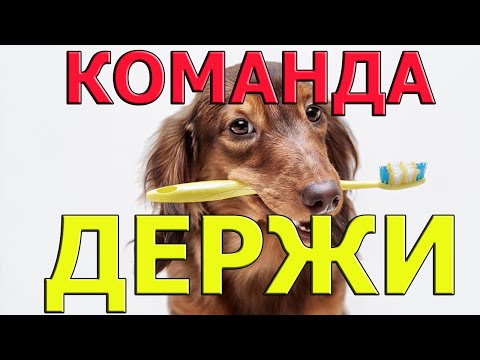 команда держи | как научить собаку держать предмет | дрессировка собак