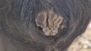 MULTIPLE Horse chestnut removal, ergot removal, equine skin care, oddly satisfying #horse #skin #odd