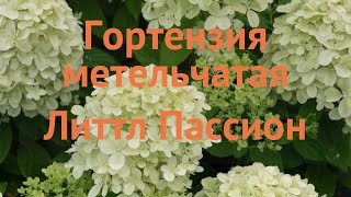 Гортензия метельчатая Литтл Пассион  обзор: как сажать, саженцы гортензии Литтл Пассион