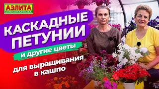 КАСКАДНЫЕ ПЕТУНИИ для выращивания в кашпо. Советы по выращиванию цветов на балконе.