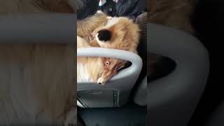 Woman's Fox-Collared Jacket Raises Eyebrows