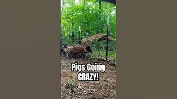 Hog Trap: BIGGEST CATCH to Date!