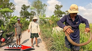 Con Rắn Lớn Đã Làm Nhiều Người Hoảng Sợ Khi Nó Băng Qua Đường | TGSB #1110