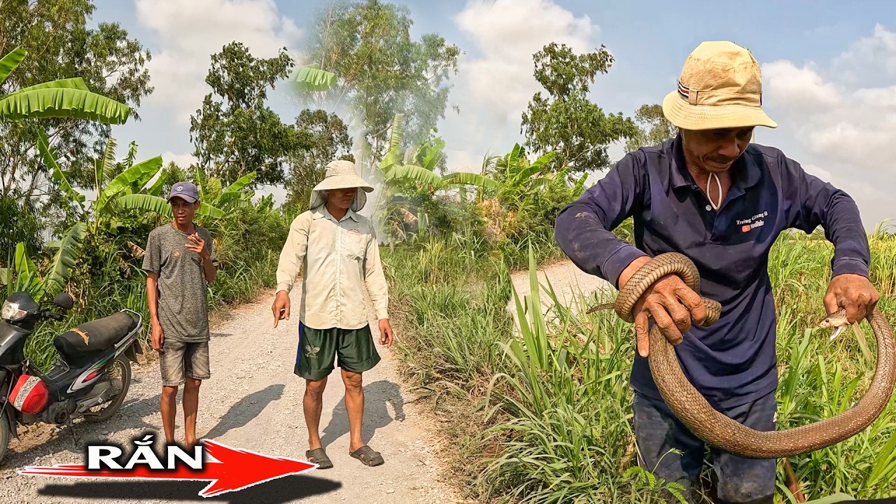 Con Rắn Lớn Đã Làm Nhiều Người Hoảng Sợ Khi Nó Băng Qua Đường | TGSB #1110