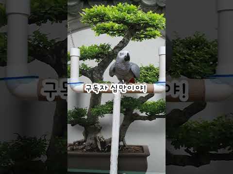 거짓말이야~거짓말이야~앵무새 연구대상똘이#<strong>parrot</strong> #반려동물 #shocked #shorts #funny #웃긴영상 #cute #동물 #apt