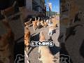 日本式ネコの捜し方が世界で流行中ってホント⁉️ーJapanese Missing Cat Method#ネコ #迷い猫 #捜しかた#日本式