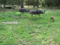 Emus and dog playing in the backyard.