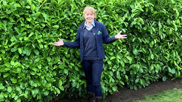 How to plant an instant hedge