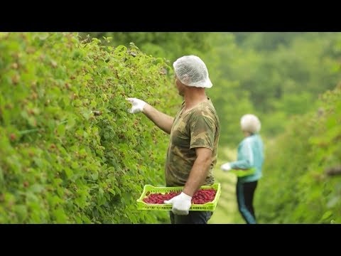 Video: Po kvaliteti i količini?