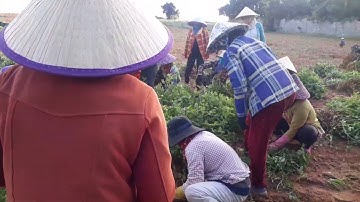 CÁCH LÀM CỦA NGƯỜI DÂN QUÊ TÔI THU HOẠCH ĐẬU PHỘNG(LẠC)