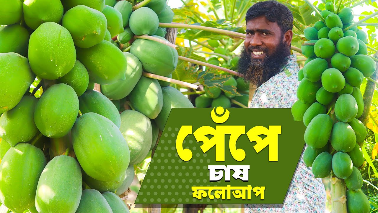 পেঁপে চাষ পদ্ধতি ২০২৪ Foto & Idee পেঁপে চাষ পদ্ধতি ২০২৪ Bildidee