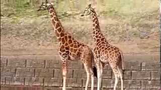 Giraffe Copulation Failure - عملية تزاوج زرافة