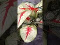 Bunga Aglonema #bungahias #bunga #tanamanhias #video #fypp #videos