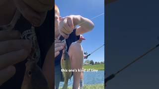 Trying to catch pb bluegill #viral #bass #bluegill #catchingfish #fish #fisherman #fishing #fisher