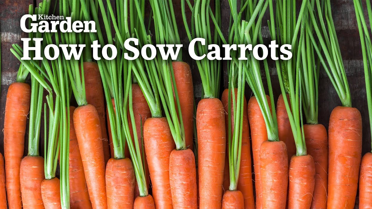 How to Sow Carrots in Pots YouTube