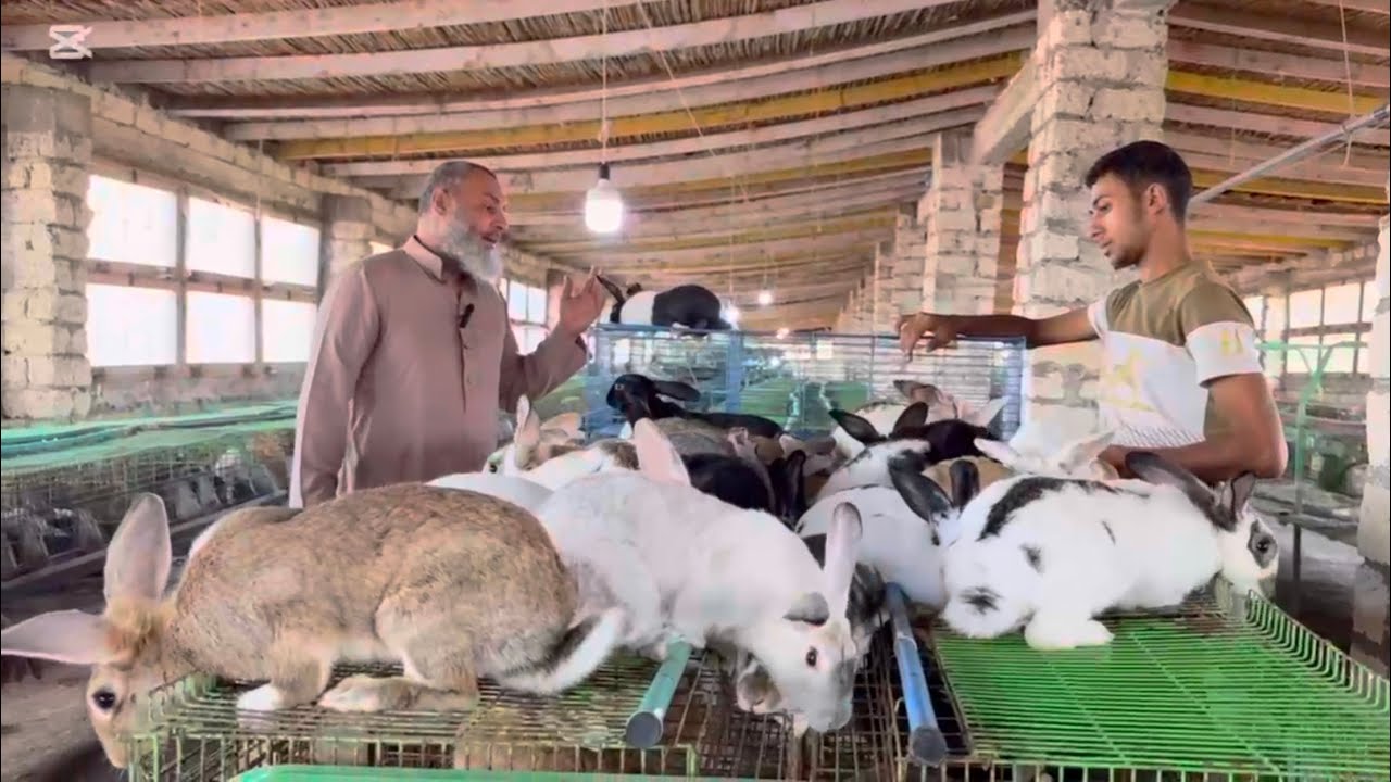 ‏هي دي أرانب الشيخ سامر ما تشتريش ￼غير كده اتعلم من عمر ￼هيبدأ ١٨ ارنبه ٣￼ ذكور