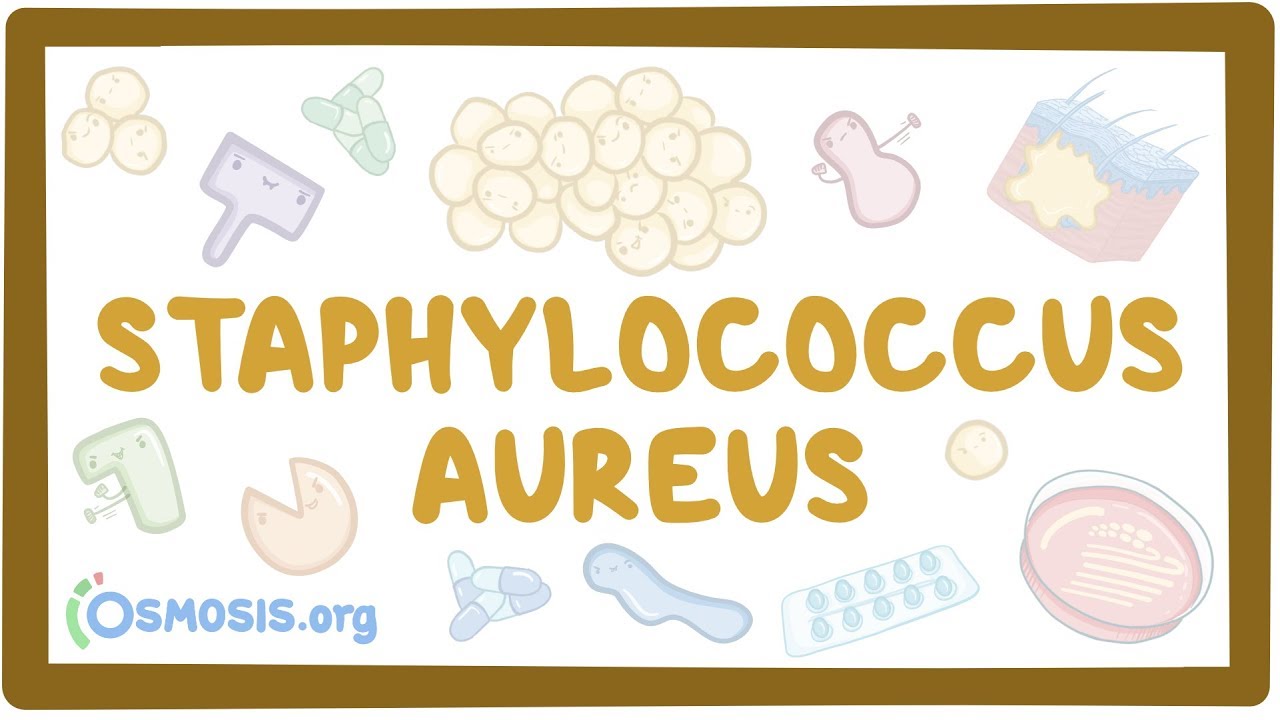 Staphylococcus Aureus, Pathology, Microbiology