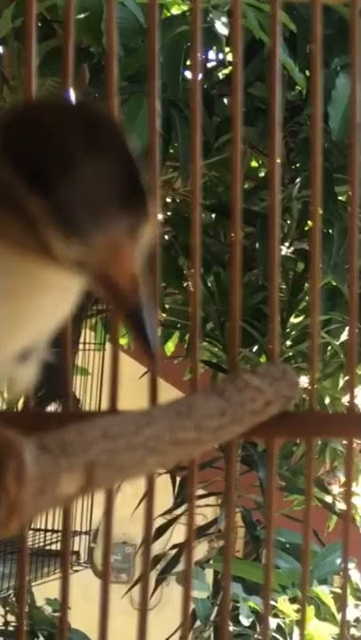 Kerak Basi Alis Hitam | Shinchan