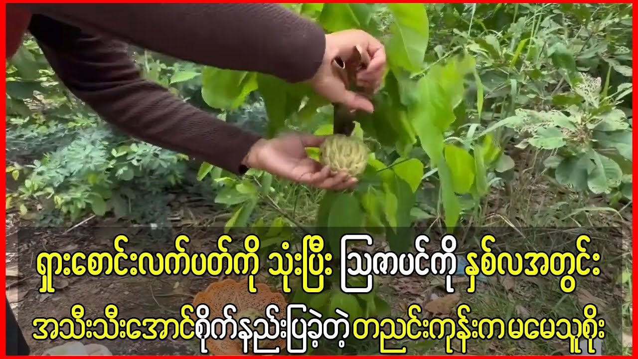 ရှားစောင်းလက်ပတ်ကိုသုံးပြီး သြဇာပင်ကို ၂လအတွင်းအသီးသီးအောင်စိုက်နည်းပြခဲ့တဲ့ မမေသူစိုး