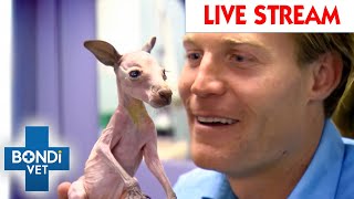 Bondi Vet To The Rescue: Watch The Full Season LIVE  Full Episodes