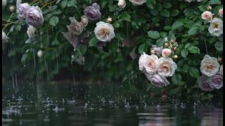 Soft Rain on Rose Garden🌧️ Calm Water Reflection Ambience for Sleep &amp; Relaxation