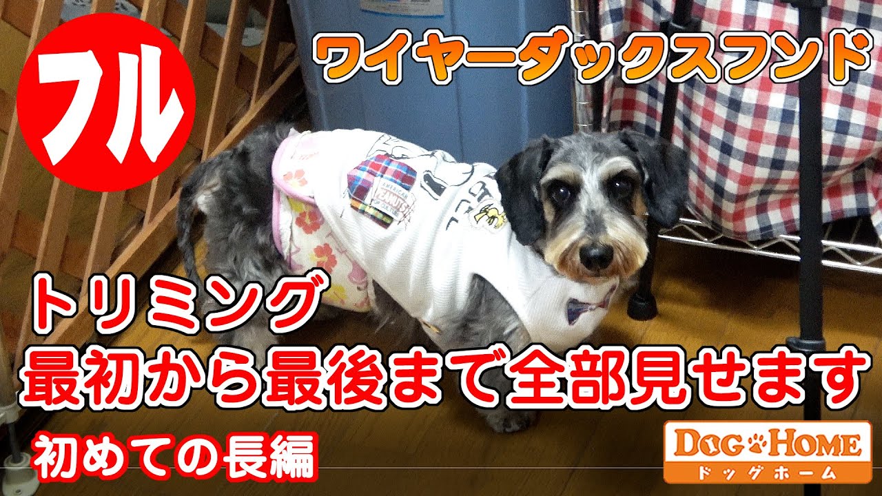 トリミング初めから最後まで全部見せます ミニチュア ダックスフンド シャンプー ブロー カット編 ワイヤーヘアード Dachshund Dog Home 犬 トリミングサロン Youtube トリミング初めから最後まで全部見せます ミニチュア ダックスフンド シャンプー ブロー カット編 ワイヤーヘアード Dachshund Dog Home 犬 トリミングサロン Youtube