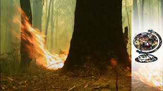 Moving on from the devastating bushfires in Australia