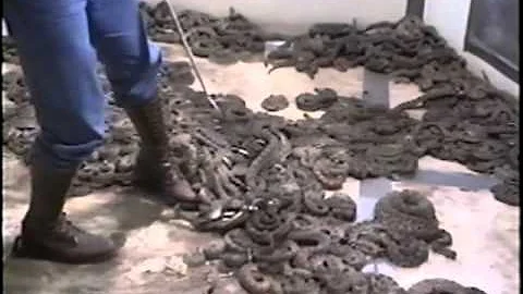 Scott Hoyt Documentary @ The World's Largest Rattlesnake Roundup - Sweetwater, TX 1997