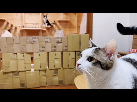 猫の運動不足解消に壁を作ったらおもしろい結果にならなかった