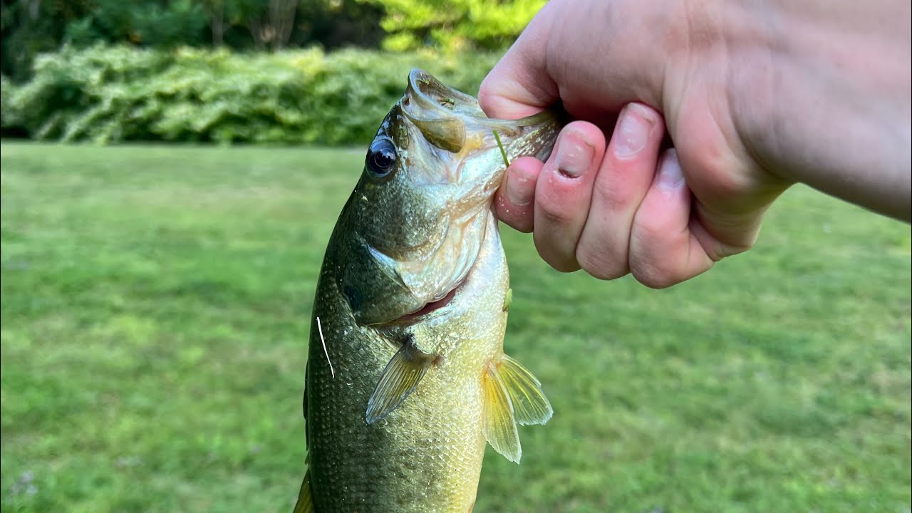 Pond fishing for bass! #bassfishing #fishing #bass #freshwaterfish #outdoors