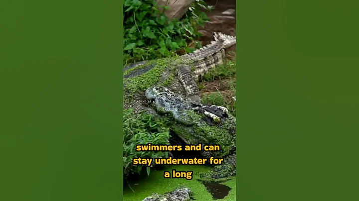 "Croc Facts in a Snap!"  🐊 . #shorts #youtubeshorts #crocodile #shortsfeed