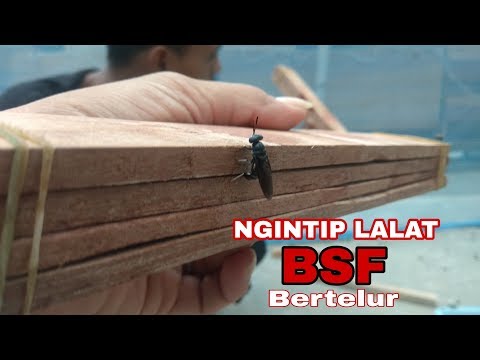 panen-telur-bsf-(blacksoldier)-untuk-pakan-ternak-#vlog