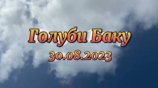 Гон голубей . 30.08.2023 #ГолубиБаку