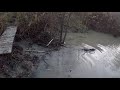 Breaking a Beaver dam  in Orleans Ontario.