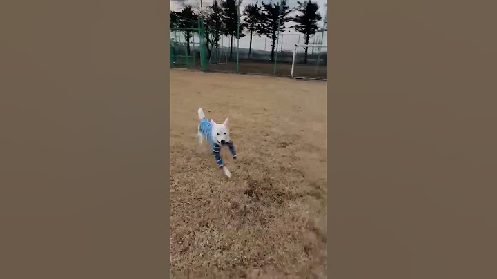 질주하는노식빵!#진도견#진도믹스#진돗개#산책#개신남#달려!!!
