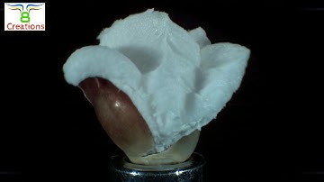 Popcorn Popping in Ultra SLOW MOTION at 30000 fps