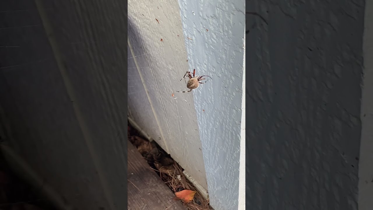 Orb Weaver Spider #spider #spiderman #nature #weavers #pennsylvania #outdoors #eastcoast