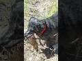 Marmot hunt