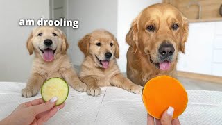 Golden Retriever Puppies Review Food with Their Dad