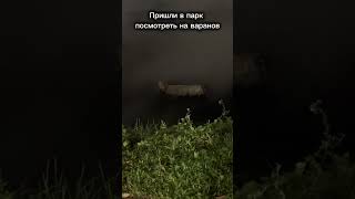Сходили посмотреть на варанов вечером в Тайланде #thailand #варан #Таиланд #lumpinipark