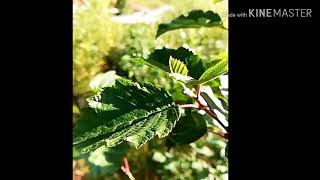 Harmony - Fragile (instrumental with video)