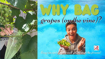 Bag Your Grapes? Why?