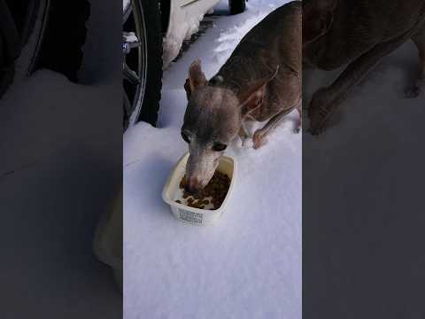 車中泊犬の朝ごはん イタグレと庭作り🚀 #snow #イタグレ #nvan